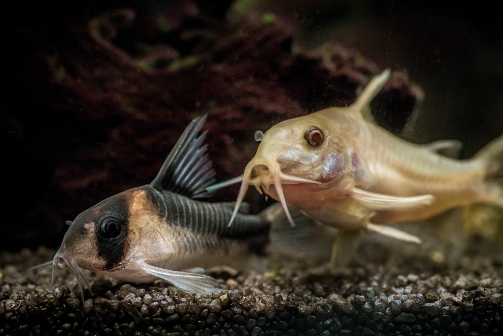 Selective focus shot of beautiful corydoras catfish in an aquarium